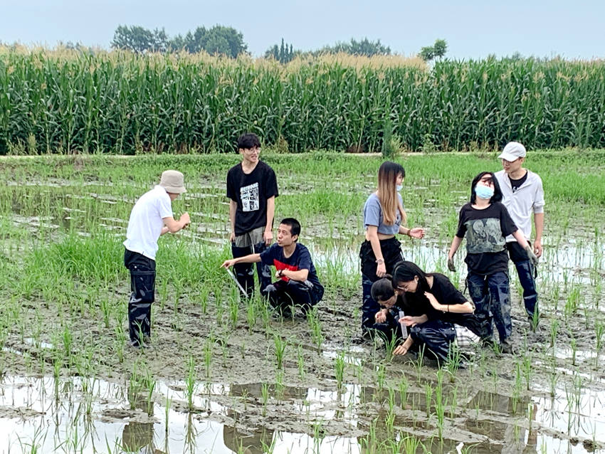 同学们在田间除草。人民网 王波 摄