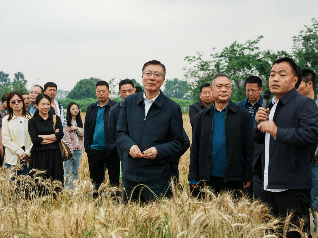 中国农业大学校长孙其信院士一行来校参加耐早播小麦育种进展观摩会-四川农业大学 农学院